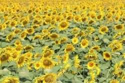 Carta da Parati Paesaggi e Natura Foglie e Fiori Prati e colline