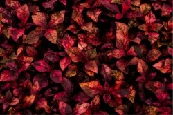 Wallpaper Design and Styles Flora and Fauna Modern Leaves Nature