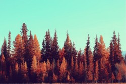 Carta da Parati Paesaggi e Natura Foreste e Alberi