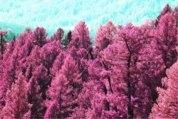 Carta da Parati Paesaggi e Natura Foreste e Alberi Montagna