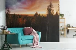 Wallpaper landscape forest nature woods