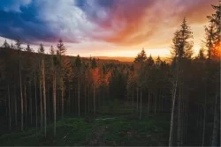 Wallpaper Flora and Fauna Landscapes and Nature Forests and Trees Trees