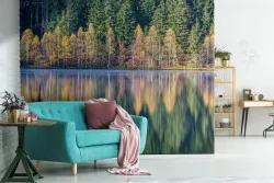 Wallpaper lake in the forest landscape trees