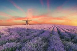 Wallpaper Landscapes and Nature Gardens Meadows and Hills