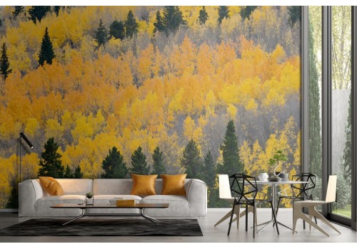 Wallpaper landscape forest trees nature autumn