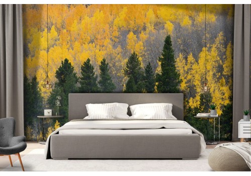 Wallpaper landscape forest trees nature autumn 2