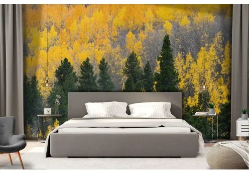 Wallpaper landscape forest trees nature autumn 2