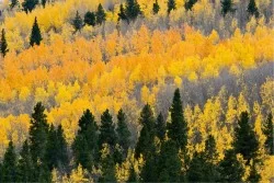 Wallpaper Landscapes and Nature Forests and Trees