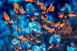 Flora and Fauna Trees Wallpaper
