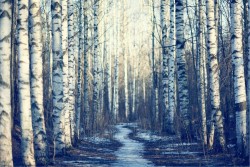 Carta da Parati Paesaggi e Natura Flora e Fauna Foreste e Alberi Alberi