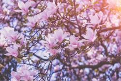 Carta da Parati Design e Stili Flora e Fauna Alberi Fiori Orientale zen