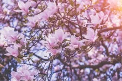 Wallpaper Design and Styles Flora and Fauna Trees Flowers Oriental zen