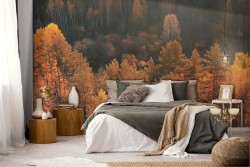 Wallpaper forest trees in autumn landscape