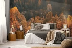 Wallpaper forest trees in autumn landscape