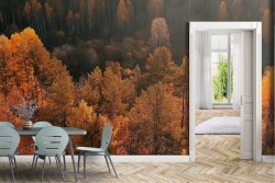 Wallpaper Trees Forests and Trees