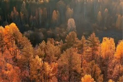 Carta da Parati Flora e Fauna Paesaggi e Natura Alberi Foreste e Alberi
