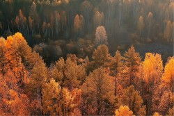 Wallpaper Flora and Fauna Landscapes and Nature Trees Forests and Trees