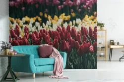 Flower field wallpaper landscape photography