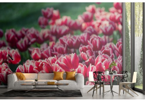 Wallpaper red tulips flowers garden nature