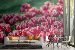 Wallpaper red tulips flowers garden nature