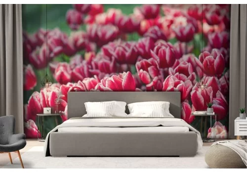 Carta da Parati fiori tulipani rossi giardino natura 2