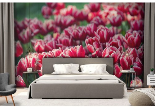 Wallpaper red tulips flowers garden nature 2