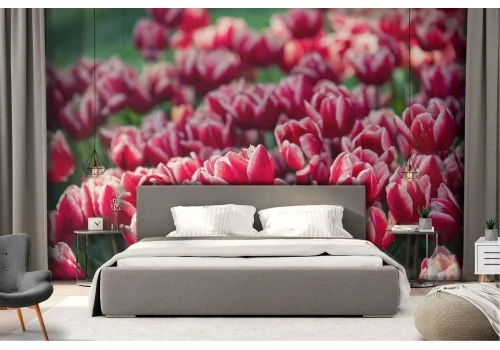 Wallpaper red tulips flowers garden nature 2