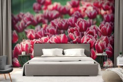Wallpaper red tulips flowers garden nature