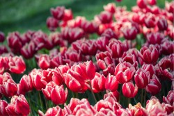 Wallpaper Landscapes and Nature Leaves and Flowers Gardens Meadows and Hills