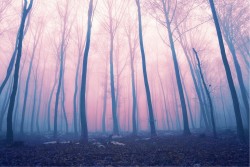 Wallpaper Design and Styles Landscapes and Nature Fantasy and Dark Forests and Trees