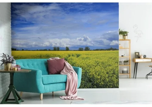 Wallpaper landscape blooming field hill