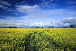 Carta da Parati Paesaggi e Natura Flora e Fauna Foglie e Fiori Prati e colline