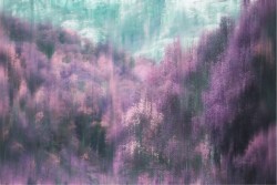 Wallpaper Design and Styles Flora and Fauna Landscapes and Nature Paintings and Watercolors Forests and Trees Nature