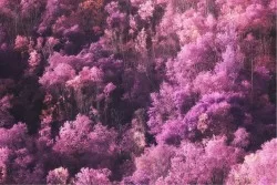 Carta da Parati Flora e Fauna Paesaggi e Natura Alberi Fantasy e Dark Foreste e Alberi