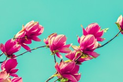 Carta da Parati Design e Stili Flora e Fauna Fiori Moderna Natura