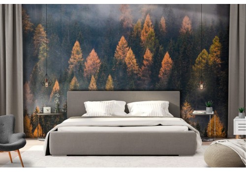 Wallpaper forest trees autumn landscape nature 2