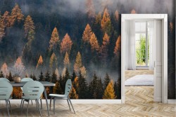 Wallpaper Trees Forests and Trees