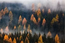 Wallpaper Flora and Fauna Landscapes and Nature Trees Forests and Trees