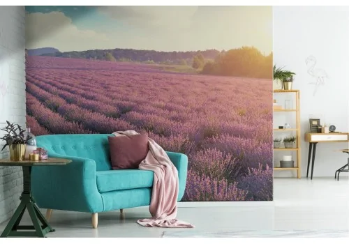 Wallpaper blooming hills landscape nature