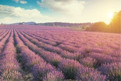 Carta da Parati Paesaggi e Natura Foglie e Fiori Prati e colline