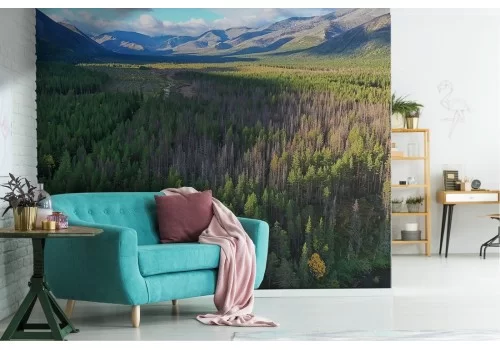 Carta da Parati paesaggio foresta bosco alberi natura