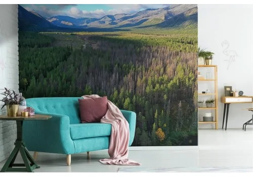 Wallpaper landscape forest woods trees nature