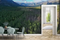 Wallpaper of Forests and Trees