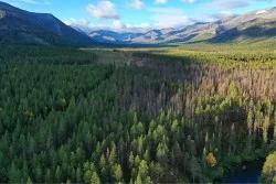 Carta da Parati Paesaggi e Natura Foreste e Alberi