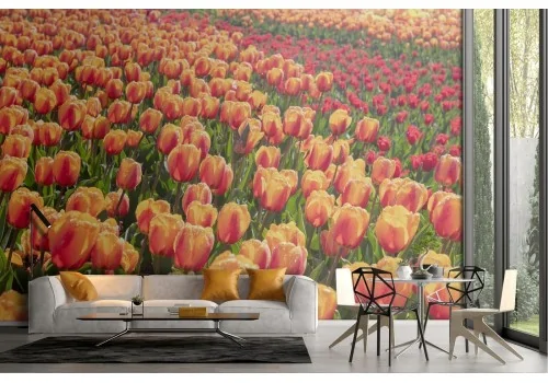 Orange tulips wallpaper field flowers nature