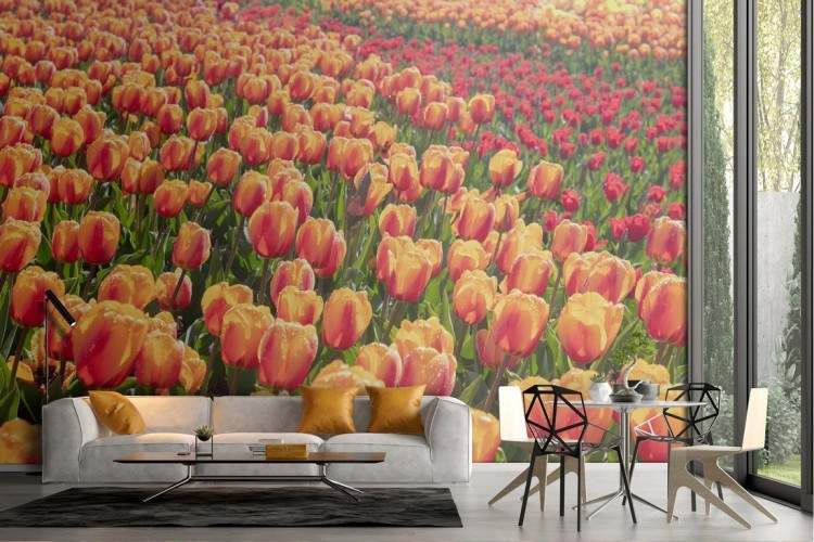 Carta da Parati tulipani arancione campo fiori natura