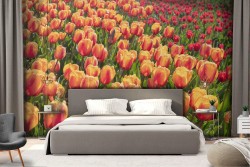 Wallpaper tulips orange field flowers nature
