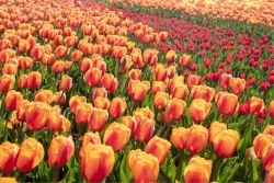 Carta da Parati Flora e Fauna Paesaggi e Natura Foglie e Fiori Giardini Prati e colline