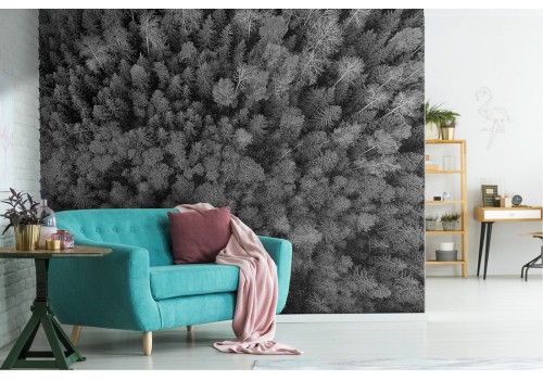 Wallpaper forest trees gray photography