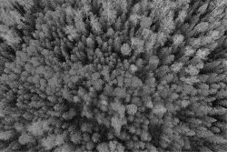 Carta da Parati Flora e Fauna Paesaggi e Natura Foreste e Alberi